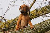 RODESIAN RIDGEBACK 179